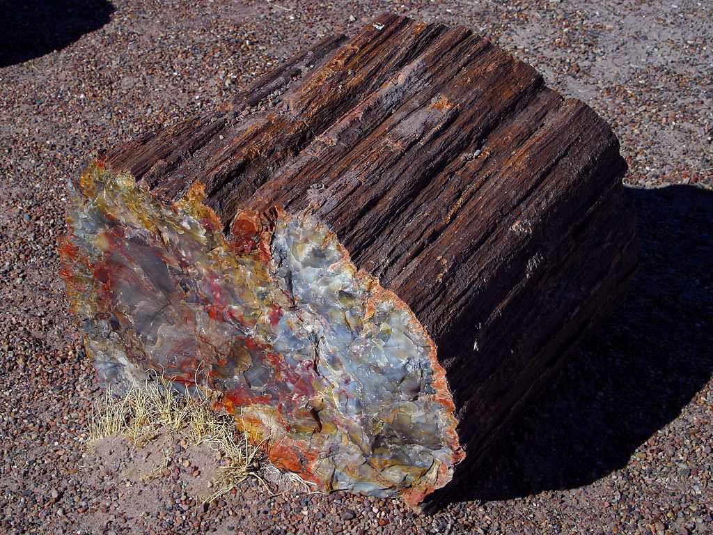 Petrified tree shows scars from prehistoric wildfires 