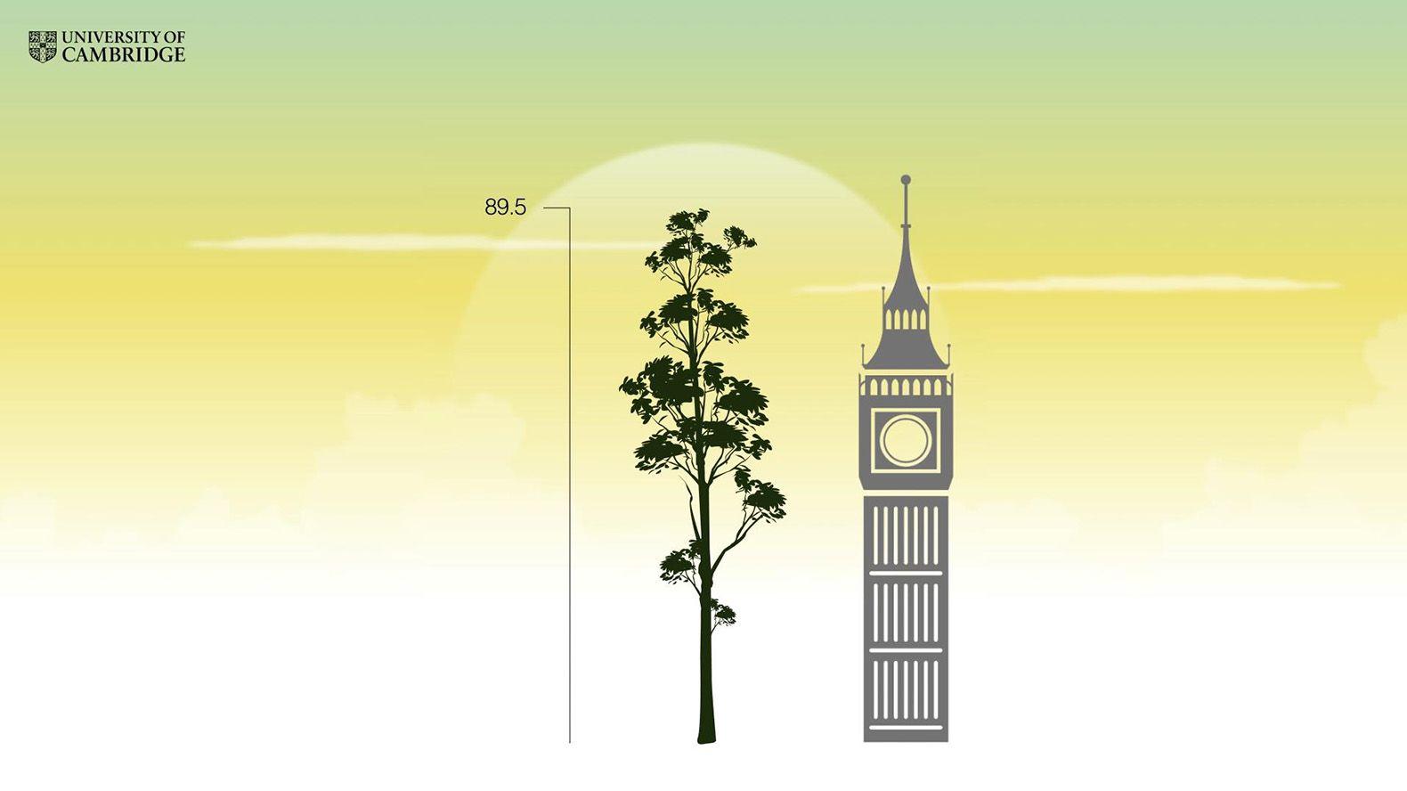 The World's Tallest Tropical Tree Found In Malaysia