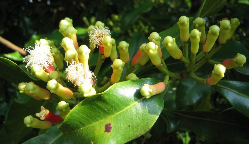 "Syzygium aromaticum", Cloves, war, history. plant