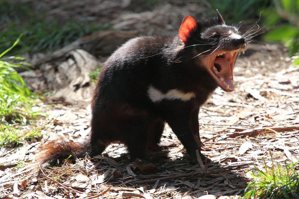 Tasmanian devils are most known for their unique behavior but to many researchers they are extremely fascinating because they are ...